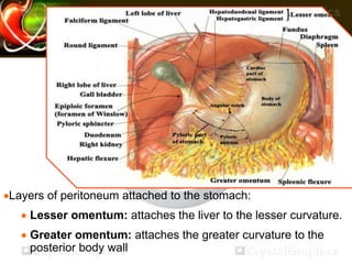 Layers of peritoneum attached to the stomach:
Lesser omentum: attaches the liver to the lesser curvature.
Greater omentum: attaches the greater curvature to the
posterior body wall
 
