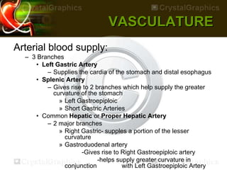 VASCULATURE
Arterial blood supply:
– 3 Branches
• Left Gastric Artery
– Supplies the cardia of the stomach and distal esophagus
• Splenic Artery
– Gives rise to 2 branches which help supply the greater
curvature of the stomach
» Left Gastroepiploic
» Short Gastric Arteries
• Common Hepatic or Proper Hepatic Artery
– 2 major branches
» Right Gastric- supples a portion of the lesser
curvature
» Gastroduodenal artery
-Gives rise to Right Gastroepiploic artery
-helps supply greater curvature in
conjunction with Left Gastroepiploic Artery
 