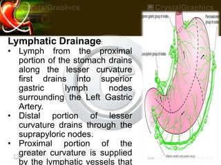 Lymphatic Drainage:
• Lymph from the proximal
portion of the stomach drains
along the lesser curvature
first drains into superior
gastric lymph nodes
surrounding the Left Gastric
Artery.
• Distal portion of lesser
curvature drains through the
suprapyloric nodes.
• Proximal portion of the
greater curvature is supplied
by the lymphatic vessels that
 