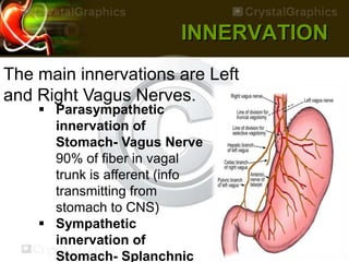 INNERVATION
The main innervations are Left
and Right Vagus Nerves.
 Parasympathetic
innervation of
Stomach- Vagus Nerve
90% of fiber in vagal
trunk is afferent (info
transmitting from
stomach to CNS)
 Sympathetic
innervation of
Stomach- Splanchnic
 