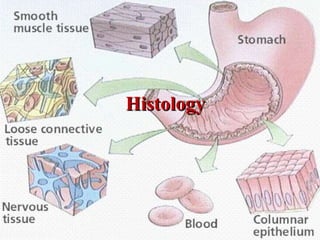 Histology
 