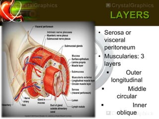 LAYERS
• Serosa or
visceral
peritoneum
• Muscularies: 3
layers
 Outer
longitudinal
 Middle
circular
 Inner
oblique
 