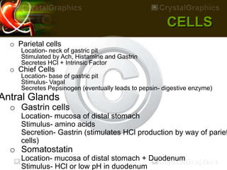 CELLS
o Parietal cells
Location- neck of gastric pit
Stimulated by Ach, Histamine and Gastrin
Secretes HCl + Intrinsic Factor
o Chief Cells
Location- base of gastric pit
Stimulus- Vagal
Secretes Pepsinogen (eventually leads to pepsin- digestive enzyme)
Antral Glands
o Gastrin cells
Location- mucosa of distal stomach
Stimulus- amino acids
Secretion- Gastrin (stimulates HCl production by way of pariet
cells)
o Somatostatin
Location- mucosa of distal stomach + Duodenum
Stimulus- HCl or low pH in duodenum
 