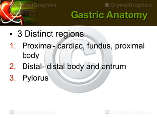 Gastric Anatomy
 3 Distinct regions
1. Proximal- cardiac, fundus, proximal
body
2. Distal- distal body and antrum
3. Pylorus
 