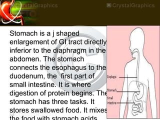 Stomach is a j shaped
enlargement of GI tract directly
inferior to the diaphragm in the
abdomen. The stomach
connects the esophagus to the
duodenum, the first part of
small intestine. It is where
digestion of protein begins. The
stomach has three tasks. It
stores swallowed food. It mixes
 