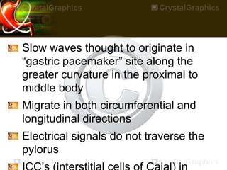 Slow waves thought to originate in
“gastric pacemaker” site along the
greater curvature in the proximal to
middle body
Migrate in both circumferential and
longitudinal directions
Electrical signals do not traverse the
pylorus
 