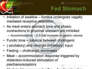 Fed Stomach
• Initiation of swallow – fundus undergoes vagally
mediated receptive relaxation
• As meal enters stomach tone and phasic
contractions in proximal stomach are inhibited
– Accommodation – 2-3 fold increase in gastric volume
• Fundic tone – balance between cholingeric
• ( excitatory) and nitrergic (inhibitory) input
• Fasting – cholinergic dominates
• Meal – accommodation response triggered by
distention-induced stimulation of
mechanoreceptors
 