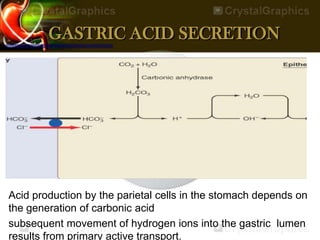 GASTRIC ACID SECRETION
Acid production by the parietal cells in the stomach depends on
the generation of carbonic acid
subsequent movement of hydrogen ions into the gastric lumen
results from primary active transport.
 