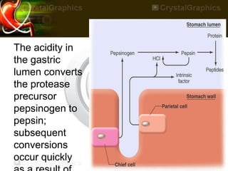 The acidity in
the gastric
lumen converts
the protease
precursor
pepsinogen to
pepsin;
subsequent
conversions
occur quickly
 