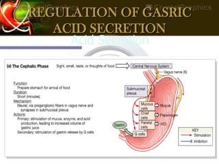 REGULATION OF GASRIC
ACID SECRETION
 