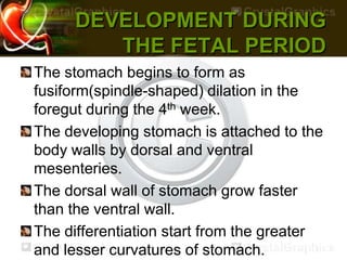 DEVELOPMENT DURING
THE FETAL PERIOD
The stomach begins to form as
fusiform(spindle-shaped) dilation in the
foregut during the 4th week.
The developing stomach is attached to the
body walls by dorsal and ventral
mesenteries.
The dorsal wall of stomach grow faster
than the ventral wall.
The differentiation start from the greater
and lesser curvatures of stomach.
 