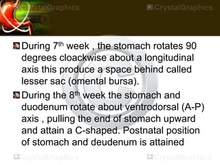 During 7th week , the stomach rotates 90
degrees cloackwise about a longitudinal
axis this produce a space behind called
lesser sac (omental bursa).
During the 8th week the stomach and
duodenum rotate about ventrodorsal (A-P)
axis , pulling the end of stomach upward
and attain a C-shaped. Postnatal position
of stomach and deudenum is attained
 