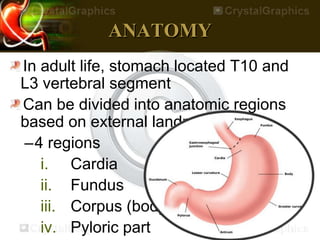 ANATOMY
In adult life, stomach located T10 and
L3 vertebral segment
Can be divided into anatomic regions
based on external landmarks
–4 regions
i. Cardia
ii. Fundus
iii. Corpus (body)
iv. Pyloric part
 