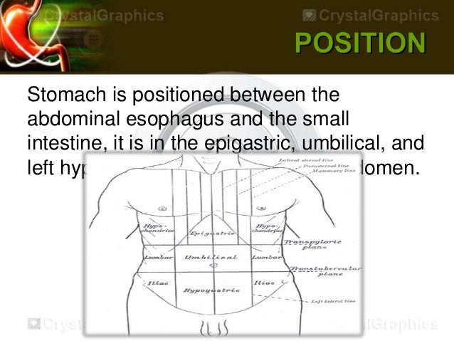 Stomach by kp [autosaved]