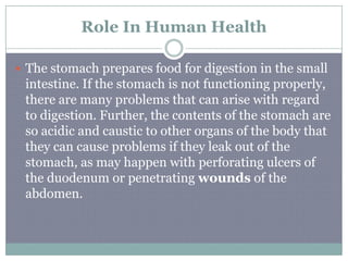 Role In Human HealthThe stomach prepares food for digestion in the small intestine. If the stomach is not functioning properly, there are many problems that can arise with regard to digestion. Further, the contents of the stomach are so acidic and caustic to other organs of the body that they can cause problems if they leak out of the stomach, as may happen with perforating ulcers of the duodenum or penetrating wounds of the abdomen.