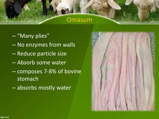 comparative anatomy of aniaml stomach and pathology of ruminent stomac