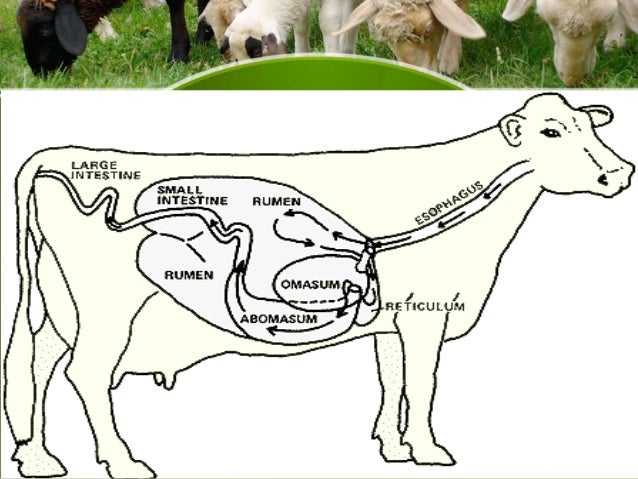 Anatomy Of Cow Stomach