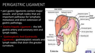 PERIGASTRIC LIGAMENT
• peri gastric ligaments contain major
vessels and lymph nodes that are
important pathways for lymphatic
metastasis and direct extension of
gastric pathology.
• Gastro-hepatic Ligament : the left
gastric artery and coronary vein and
lymph nodes.
• Gastrosplenic And Gastrocolic
Ligaments : gastroepiploic vessels and
lymph nodes that drain the greater
curvature.
 