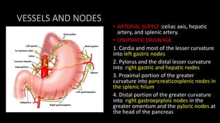 VESSELS AND NODES
• ARTERIAL SUPPLY :celiac axis, hepatic
artery, and splenic artery.
• LYMPHATIC DRAINAGE
1. Cardia and most of the lesser curvature
into left gastric nodes
2. Pylorus and the distal lesser curvature
into right gastric and hepatic nodes
3. Proximal portion of the greater
curvature into pancreaticosplenic nodes in
the splenic hilum
4. Distal portion of the greater curvature
into right gastroepiploic nodes in the
greater omentum and the pyloric nodes at
the head of the pancreas
 