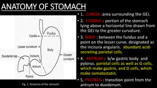 ANATOMY OF STOMACH
• 1. CARDIA :area surrounding the GEJ.
• 2. FUNDUS : portion of the stomach
lying above a horizontal line drawn from
the GEJ to the greater curvature.
• 3. BODY : between the fundus and a
point on the lesser curve. designated as
the incisura angularis. abundant acid-
secreting parietal cells.
• 4. ANTRUM : b/w gastric body and
pylorus. parietal cells as well as G cells,
which make gastrin, and D cells, which
make somatostatin.
• 5. PYLORUS : transition point from the
antrum to duodenum.Fig. 1. Anatomy of the stomach
 