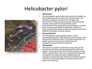 Helicobacter pylori
• Attachment:
• The Helicobacter pylori enter the stomach and attach to
the protective mucus lining of the stomach wall. The
bacteria are able to survive in the strongly acid
environment of the stomach because they excrete the
enzyme urease which neutralized the acidic
environment of the stomach by converting urea into the
basic ammonia and buffer bicarbonate. Inside the
mucus lining of the stomach wall, the bacteria cannot be
killed by the bodies immune system.
• Toxin production:
• The Helicobacter pylori produce toxins such as
vaculating cytotoxin A (VAC A) that cause the cells in the
lining of the stomach to die. This allows the bacteria to
better access of nutrients as it decreases the
competition from stomach lining cells.
• Cell Invasion:
• The bacteria invade the protective inner lining of the
stomach so that they can be protected from immune
system. The bacteria then kill the cells that they invade
which creates holes in the mucus lining of the stomach,
causing the formation of ulcers. Additionally, the
substances released by the bacteria during the invasion,
hurt the stomach cells ability to absorb calories from
food in the stomach.
 