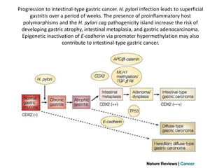 Progression to intestinal-type gastric cancer. H. pylori infection leads to superficial
gastritis over a period of weeks. The presence of proinflammatory host
polymorphisms and the H. pylori cag pathogenicity island increase the risk of
developing gastric atrophy, intestinal metaplasia, and gastric adenocarcinoma.
Epigenetic inactivation of E-cadherin via promoter hypermethylation may also
contribute to intestinal-type gastric cancer.
 