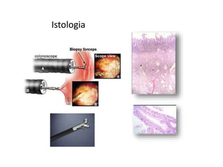 Istologia
 