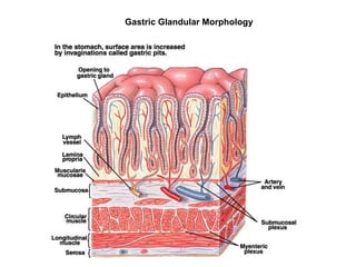 Gastric Glandular Morphology
 