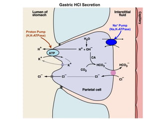 Gastric HCl Secretion
Proton Pump
(H,K-ATPase)
Na+ Pump
(Na,K-ATPase)
ATP
 