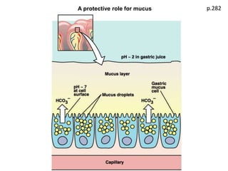 p.282A protective role for mucus
 