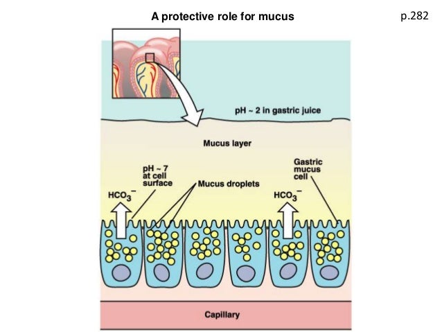 composition of juice gastric Stomaco e 2015 duodeno