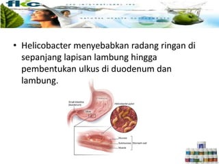 • Helicobacter menyebabkan radang ringan di
sepanjang lapisan lambung hingga
pembentukan ulkus di duodenum dan
lambung.
 