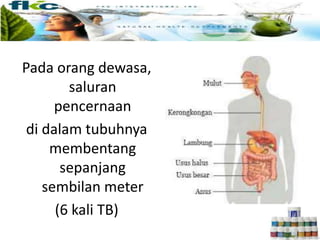 Pada orang dewasa,
saluran
pencernaan
di dalam tubuhnya
membentang
sepanjang
sembilan meter
(6 kali TB)
 