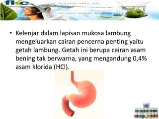 • Kelenjar dalam lapisan mukosa lambung
mengeluarkan cairan pencerna penting yaitu
getah lambung. Getah ini berupa cairan asam
bening tak berwarna, yang mengandung 0,4%
asam klorida (HCl).
 