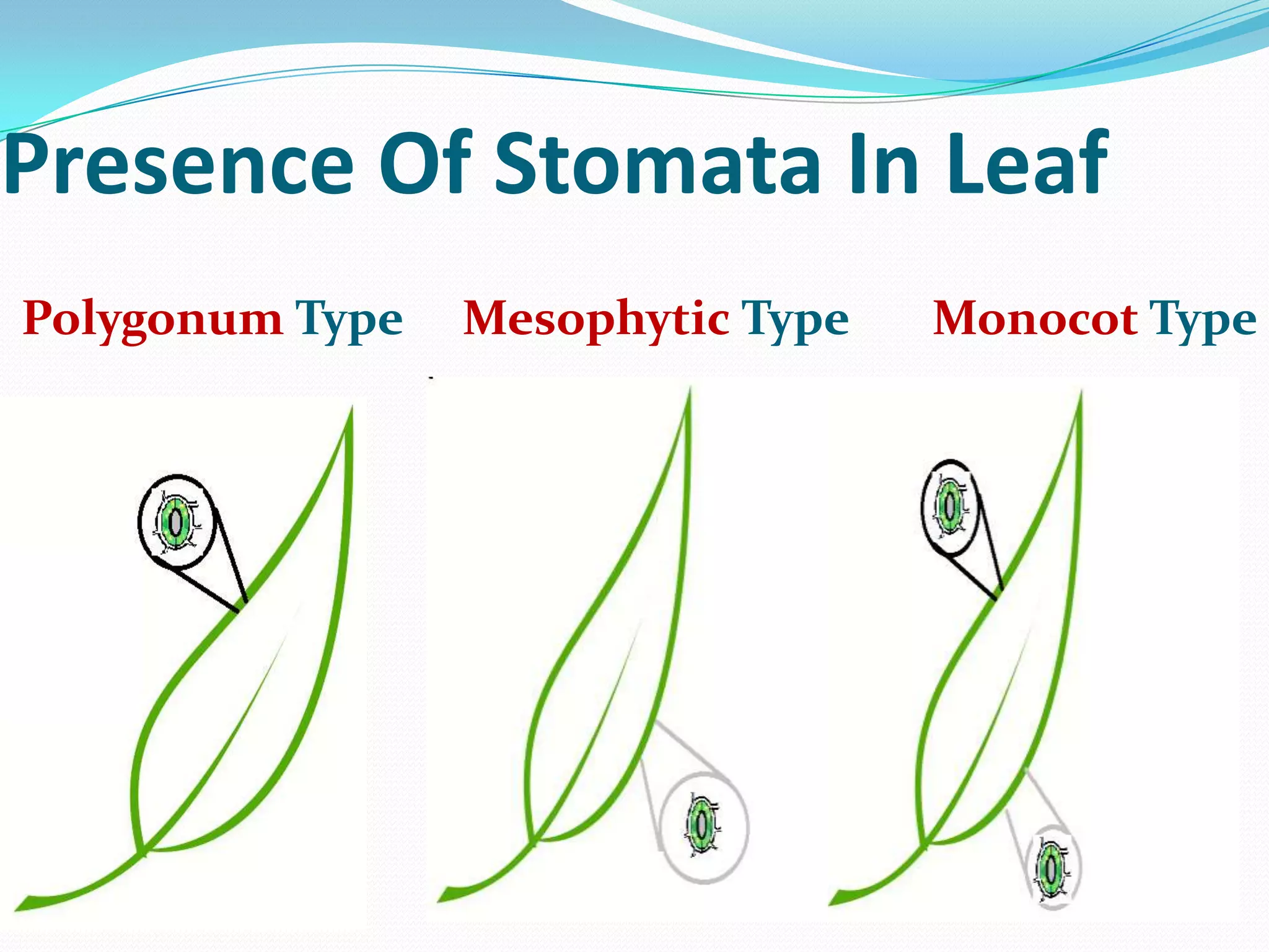 Presence Of Stomata In Leaf
Polygonum Type

Mesophytic Type

Monocot Type

 