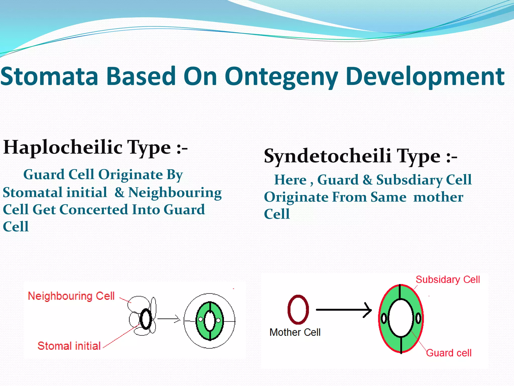 Stomata Based On Ontegeny Development
Haplocheilic Type :Guard Cell Originate By
Stomatal initial & Neighbouring
Cell Get Concerted Into Guard
Cell

Syndetocheili Type :Here , Guard & Subsdiary Cell
Originate From Same mother
Cell

 