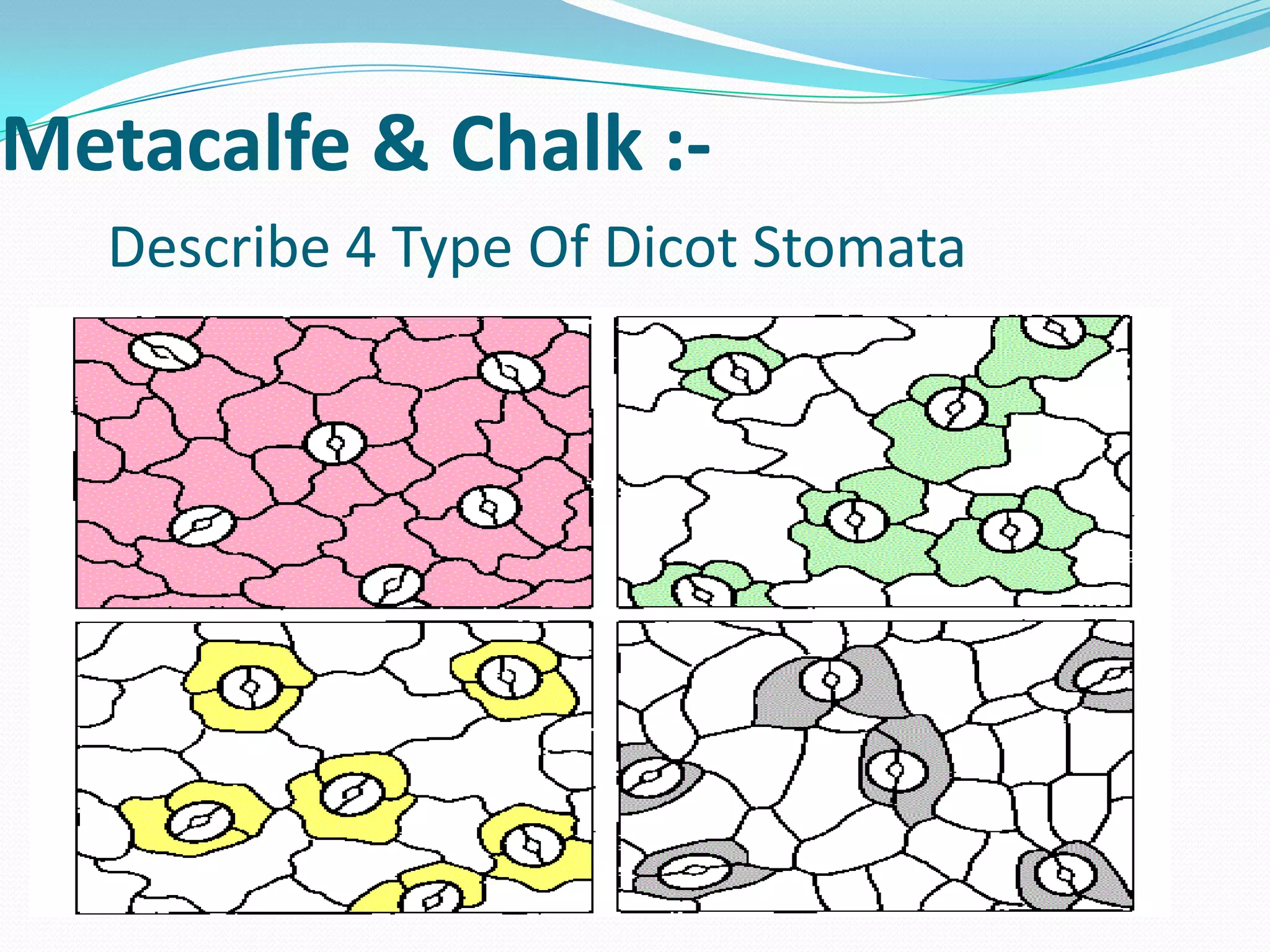 Metacalfe & Chalk :Describe 4 Type Of Dicot Stomata

 