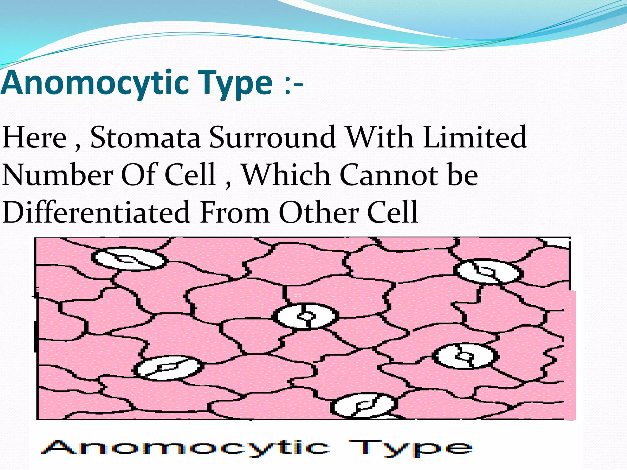 Anomocytic Type :Here , Stomata Surround With Limited
Number Of Cell , Which Cannot be
Differentiated From Other Cell

 