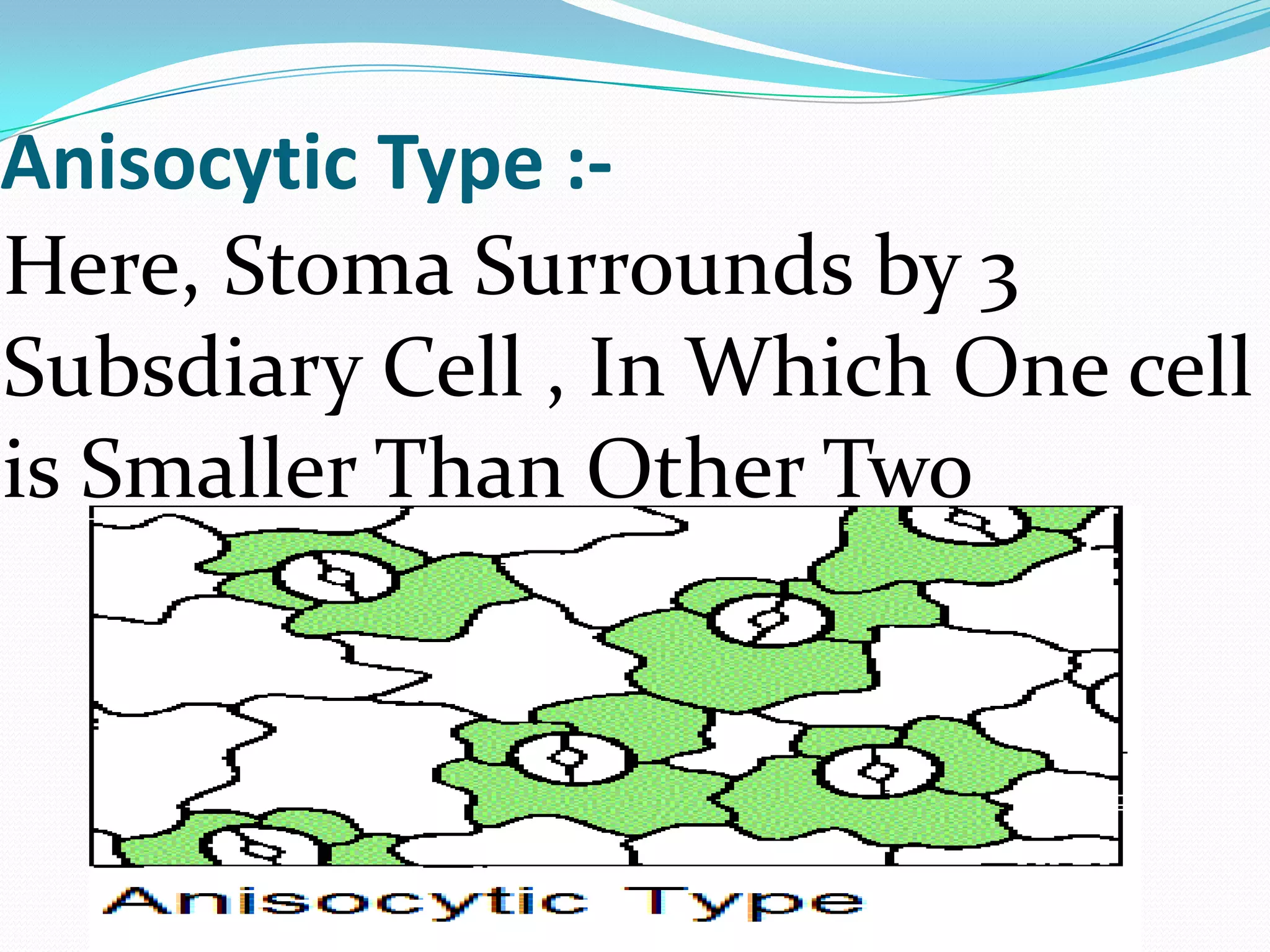Anisocytic Type :Here, Stoma Surrounds by 3
Subsdiary Cell , In Which One cell
is Smaller Than Other Two

 
