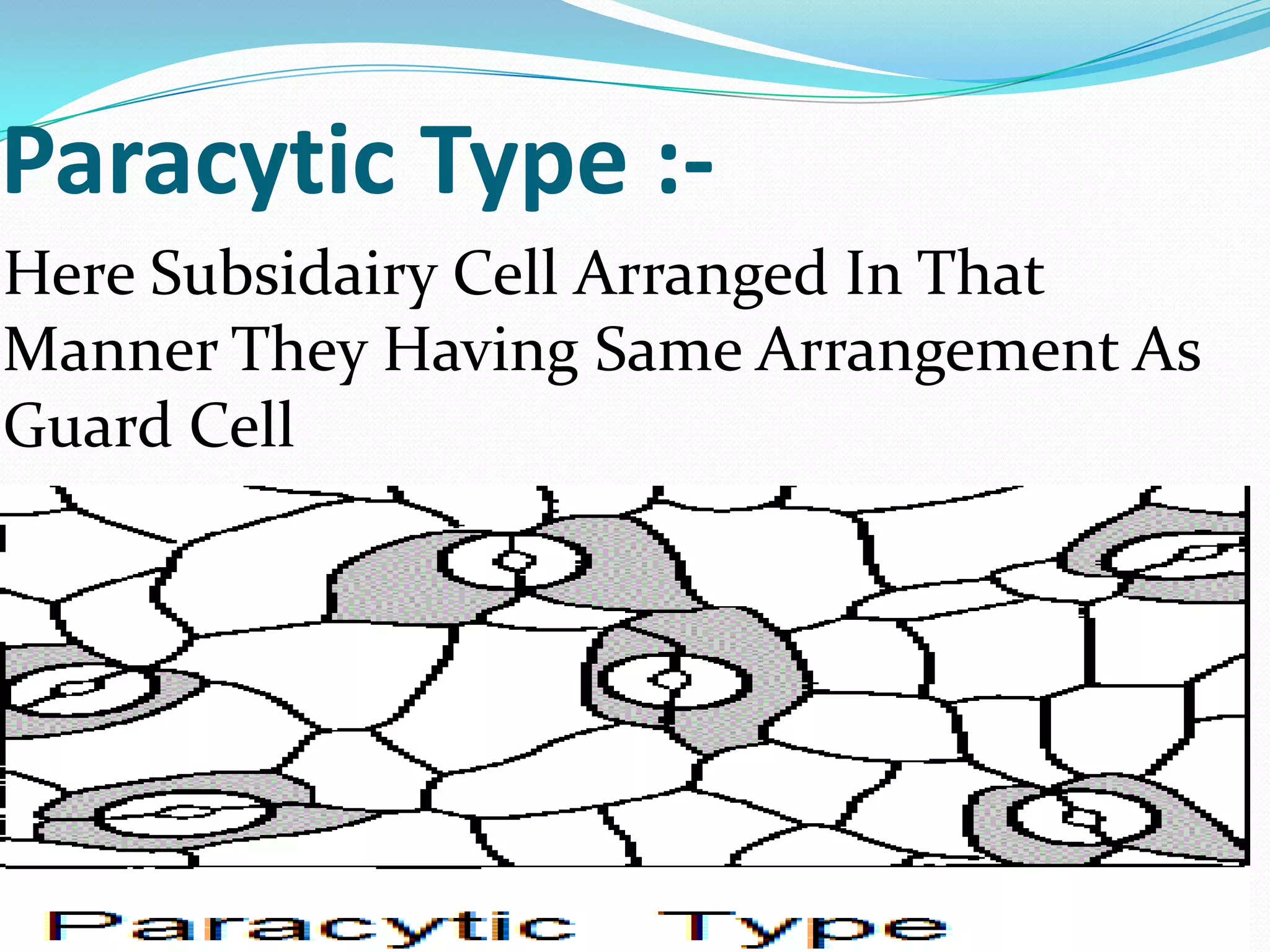 Paracytic Type :Here Subsidairy Cell Arranged In That
Manner They Having Same Arrangement As
Guard Cell

 