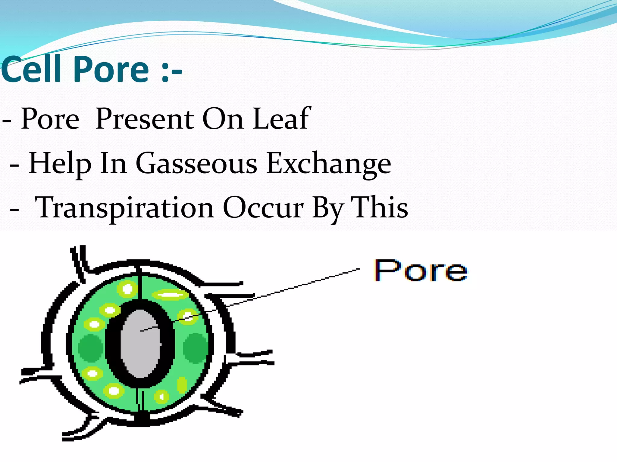 Cell Pore :- Pore Present On Leaf
- Help In Gasseous Exchange
- Transpiration Occur By This

 