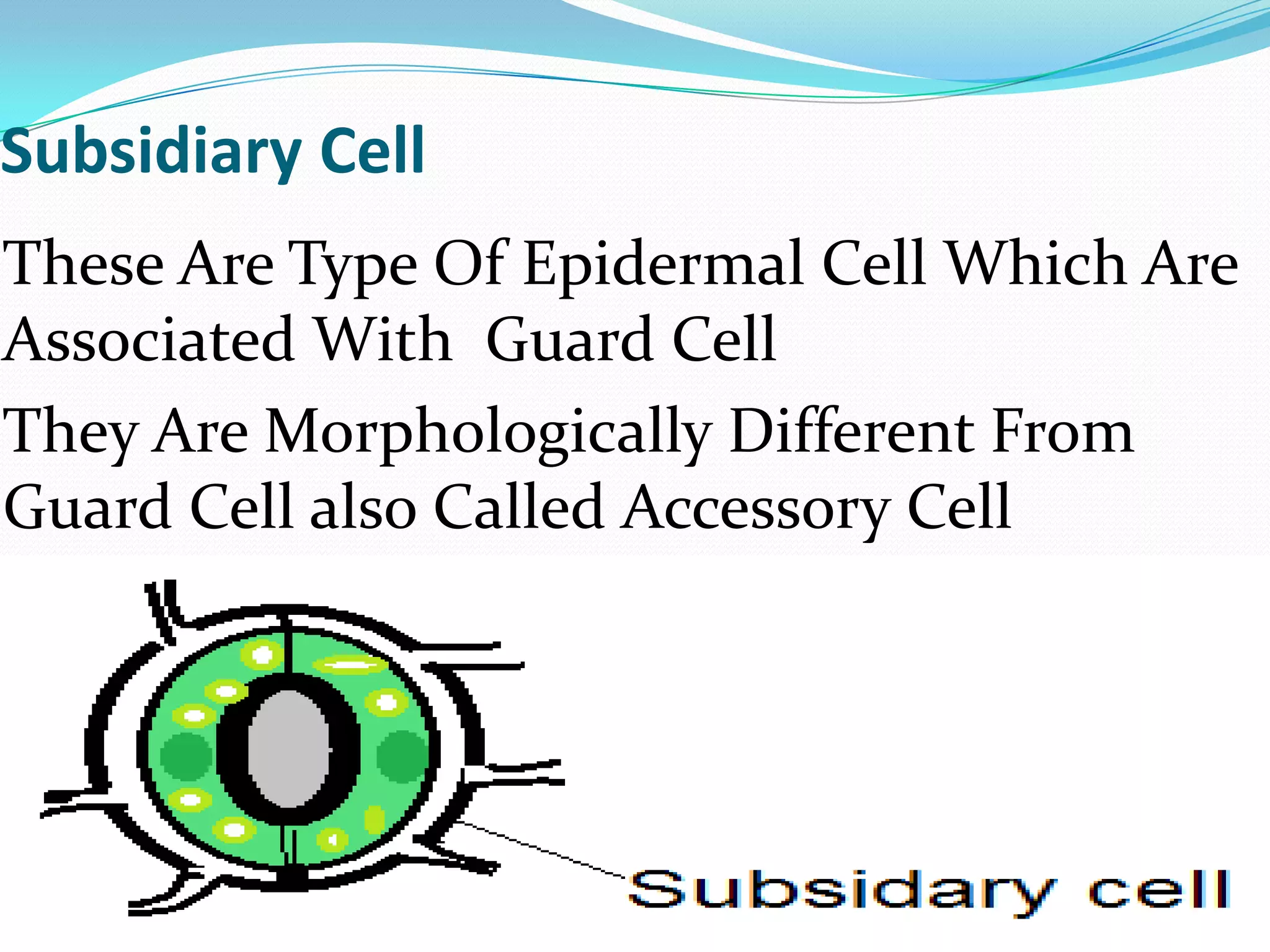 Subsidiary Cell
These Are Type Of Epidermal Cell Which Are
Associated With Guard Cell
They Are Morphologically Different From
Guard Cell also Called Accessory Cell

 