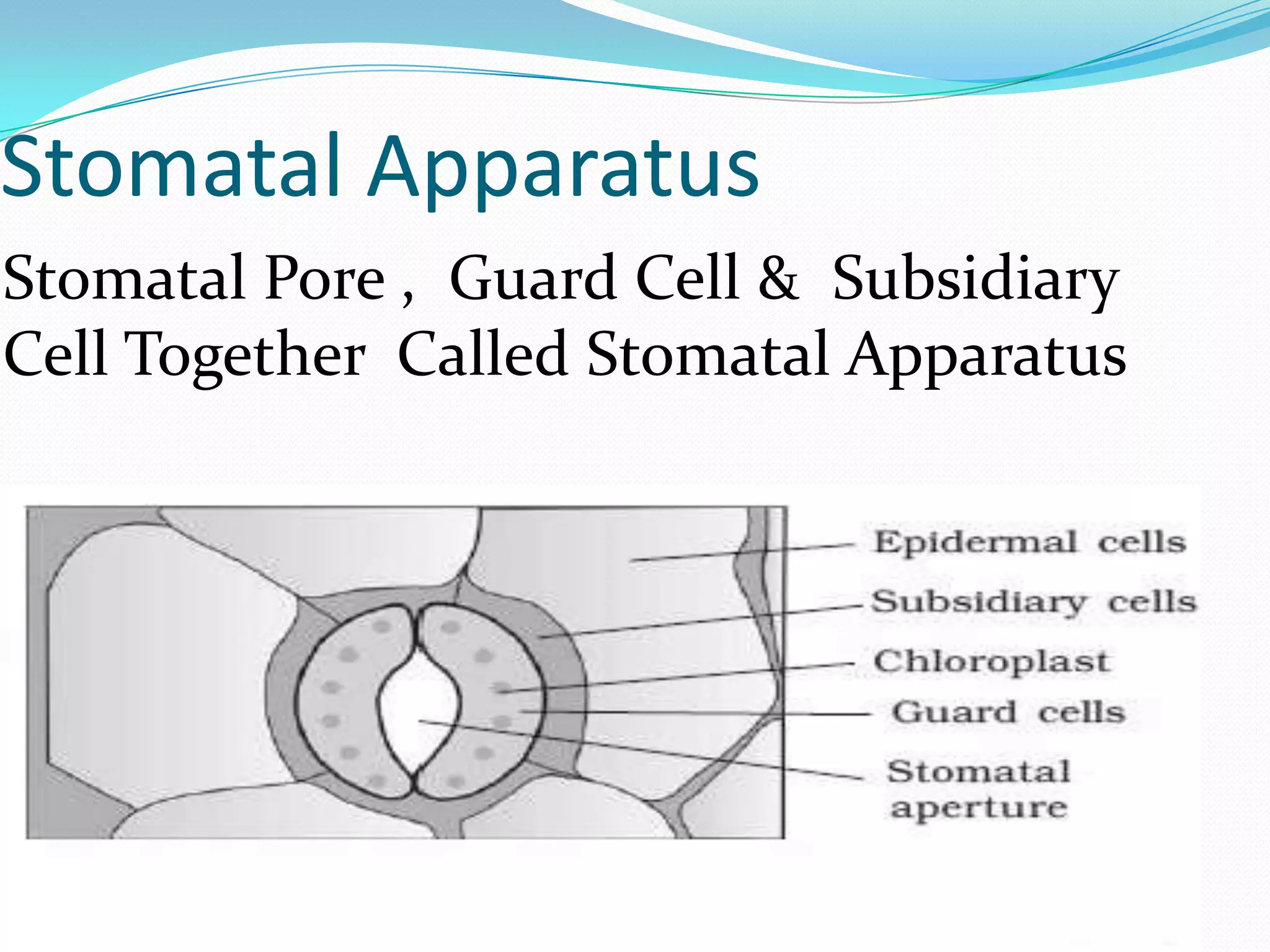 Stomatal Apparatus
Stomatal Pore , Guard Cell & Subsidiary
Cell Together Called Stomatal Apparatus

 