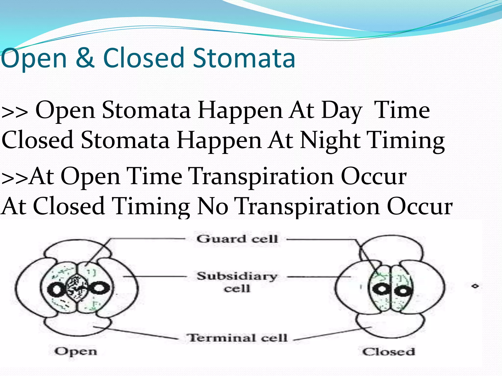 Open & Closed Stomata
>> Open Stomata Happen At Day Time
Closed Stomata Happen At Night Timing
>>At Open Time Transpiration Occur
At Closed Timing No Transpiration Occur

 