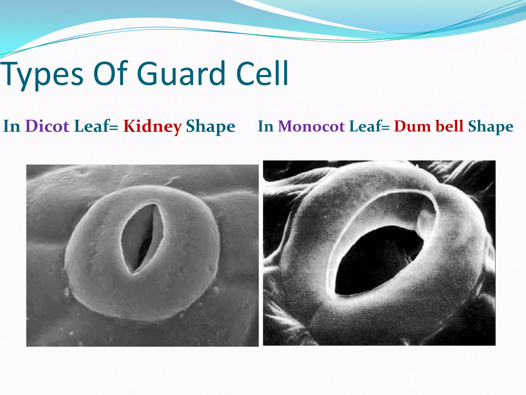 Types Of Guard Cell
In Dicot Leaf= Kidney Shape

In Monocot Leaf= Dum bell Shape

 