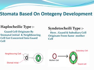 Stomata Based On Ontegeny Development
Haplocheilic Type :Guard Cell Originate By
Stomatal initial & Neighbouring
Cell Get Concerted Into Guard
Cell
Syndetocheili Type :Here , Guard & Subsdiary Cell
Originate From Same mother
Cell