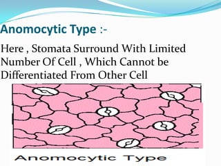 Anomocytic Type :Here , Stomata Surround With Limited
Number Of Cell , Which Cannot be
Differentiated From Other Cell