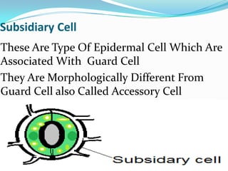 Subsidiary Cell
These Are Type Of Epidermal Cell Which Are
Associated With Guard Cell
They Are Morphologically Different From
Guard Cell also Called Accessory Cell
