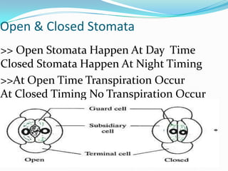 Open & Closed Stomata
>> Open Stomata Happen At Day Time
Closed Stomata Happen At Night Timing
>>At Open Time Transpiration Occur
At Closed Timing No Transpiration Occur