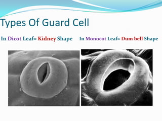 Types Of Guard Cell
In Dicot Leaf= Kidney Shape
In Monocot Leaf= Dum bell Shape